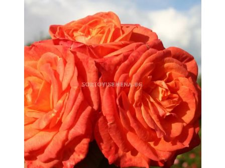 Роза Feurio (Хибридна роза) - Kordes - 1 брой - 6