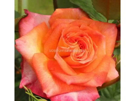 Роза Feurio (Хибридна роза) - Kordes - 1 брой - 9