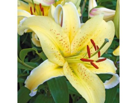 Лилиум Gold Fever/ Lilium oriental 'Gold Fever' - 1 бр.