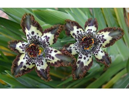 Ферария Къдрава 