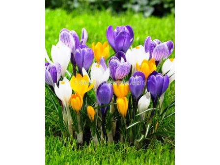 Минзухари микс - 50 бр.