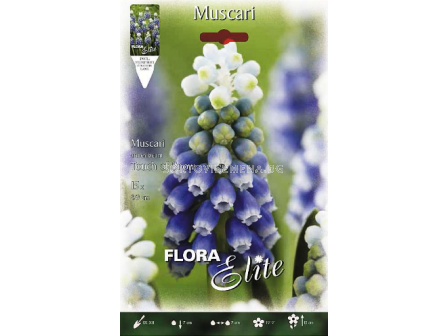 Мускари (Muscari) Touch of Snow - 1бр