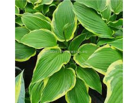 Хоста /HOSTA YELLOW RIVER/ 1 бр 