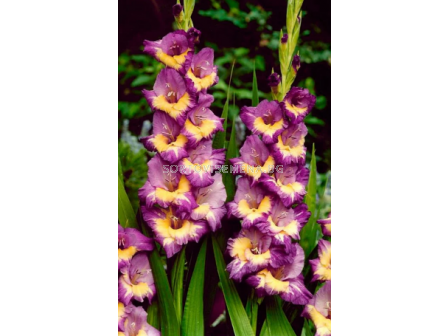 гладиол Dynamite