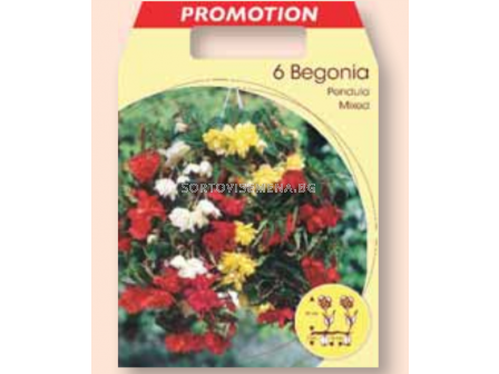 Каскадна бегония микс / Begonia pendula mixed / 1 оп ( 6 бр )