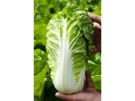 Семена китайско зеле Билко F1 - 1000 сем