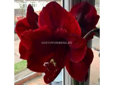 Амарилис /Hippeastrum 'Royal Velvet'/- 1 бр