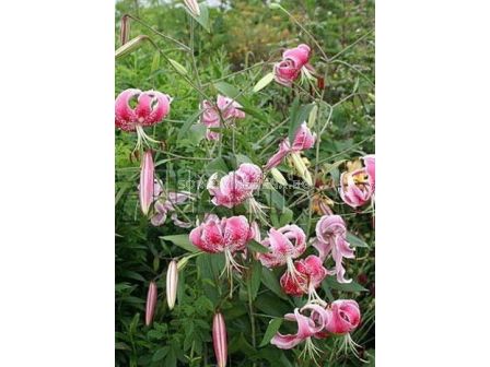 Лилиум - Lilium species var. rubrum 'Uchida' - 1 бр - 2