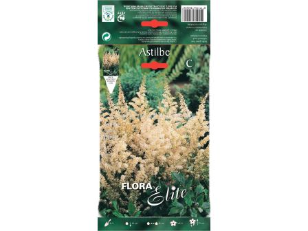 Астилбе бяло - Astilbe arendsii white - 1 оп