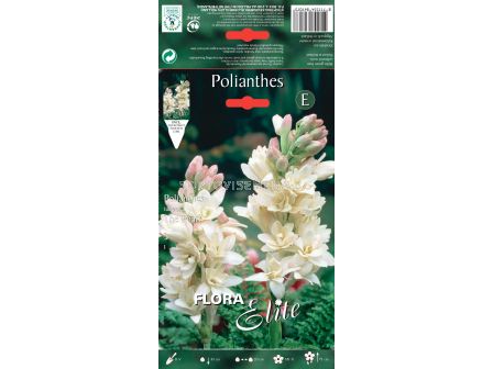 Тубероза - Polianthes tuberosa The Pearl (1 оп.- 3 бр.)
