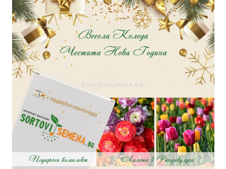 Селекция луковици на Лалета и ранункулуси - 1