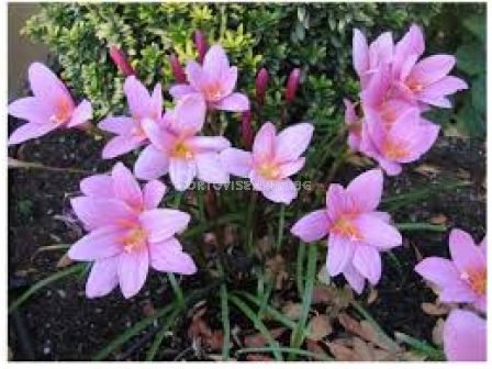 Зефирантес розов / zephyranthus robustus / 1 бр