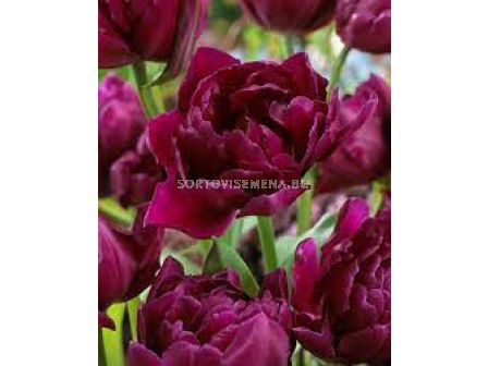 Лале /Tulip Showcase/ Double 11/12
