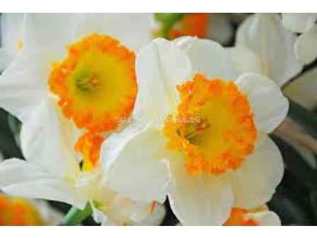 Нарцис /Narcissi  'Accent'/ 1 бр