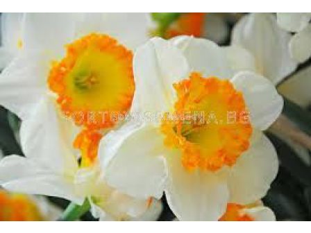 Нарцис  'Accent