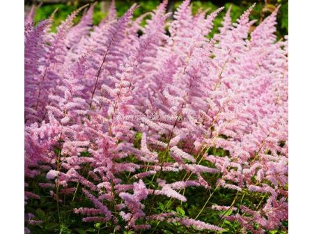 Астилбе Finale CHINENSIS ASTILBE Finale - 1 бр.
