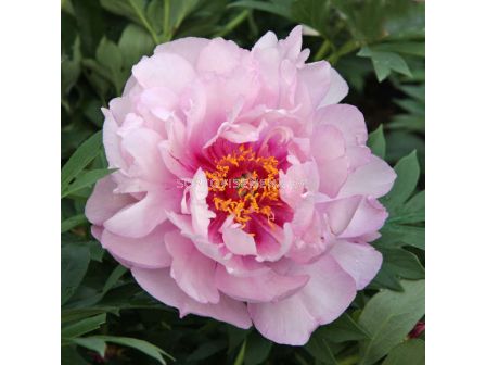 Божур ITOH Peony First Arrival  - 2