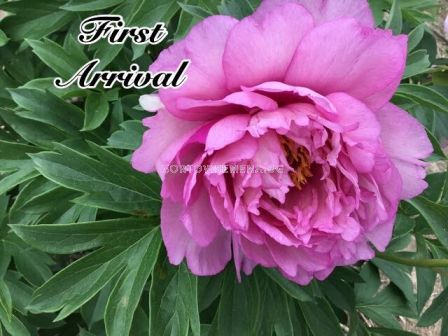 Божур ITOH Peony First Arrival  - 1