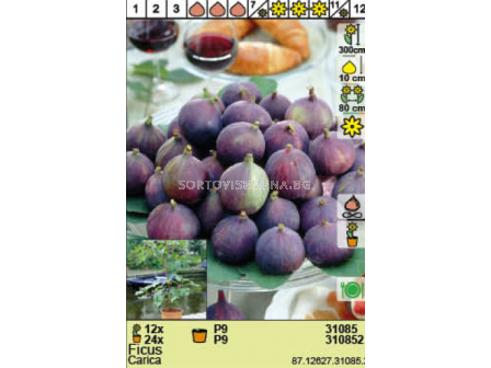 Смокиня  - 2 - sortovisemena.bg Смокиня  - 2