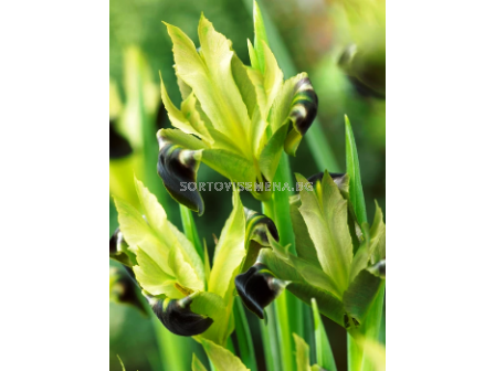 Хермодактилус Tuberosus - 1бр - 1 - sortovisemena.bg Хермодактилус Tuberosus - 1бр - 1