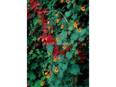 Тропеолум / 'Ken. Aslet' / 1 бр