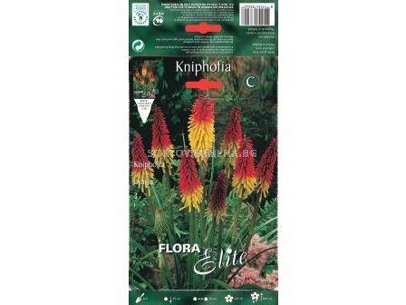 Факелна лилия - Kniphofia uvaria (1 оп. - 3 бр.)