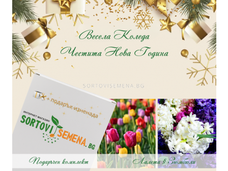 Селекция луковици на Лалета и зюмбюли - 1