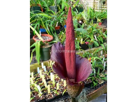 Amorphophallus napalensis Conjac - 2