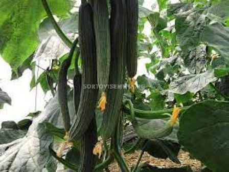 Семена Краставици BAHIA F1 -1000 сем