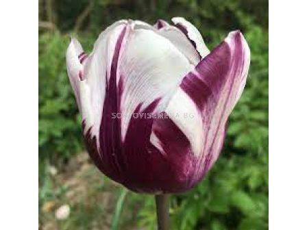 Лале /Tulip 'Flaming Prince'/ 1 бр - sortovisemena.bg Лале /Tulip 'Flaming Prince'/ 1 бр