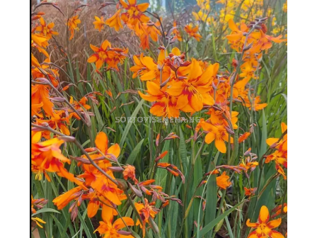 Крокосмия / Crocosmia 'Fireglow' / 1 бр