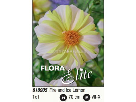 Далия Fire and Ice Lemon/ Dahlia mignon-1 брой