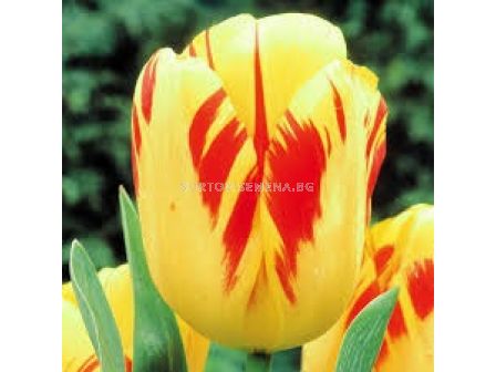Лале/ Tulip darwin hybrid Olympic Flame - 1 бр.