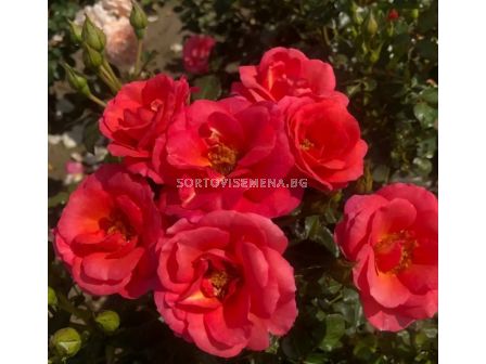 Роза Flamingo (роза флорибунда) серия RigoRosen- Kordes - 1 брой - 2