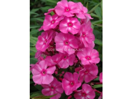 Флокс Розов - Phlox pink