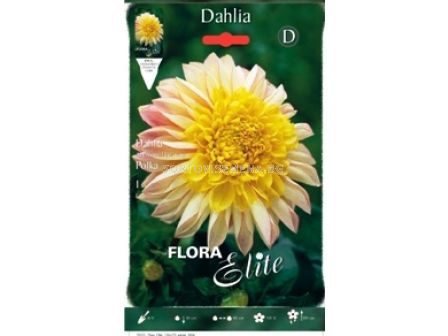 Далия ниска (Dahlia) Polka