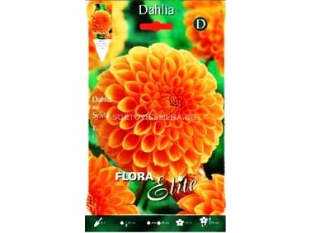 Далия Sylvia - sortovisemena.bg Далия Sylvia