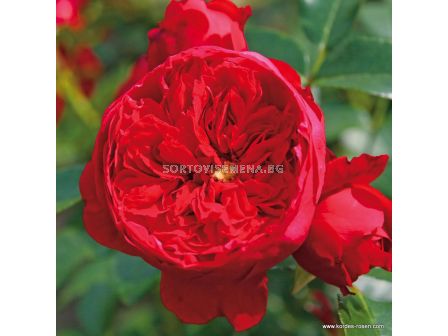 Роза Florentina  ADR (катереща) - 1 брой - 3