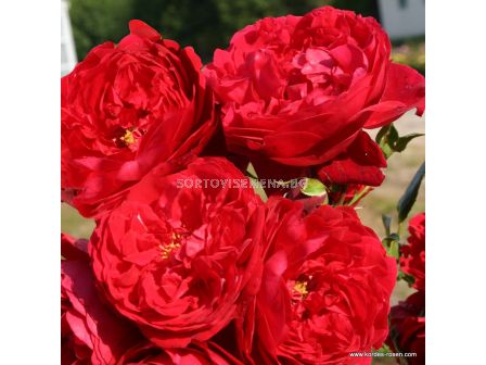 Роза Florentina  ADR (катереща) - 1 брой - 1