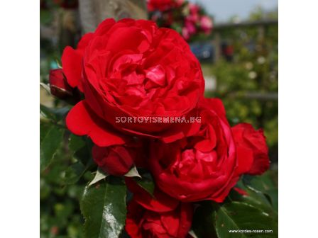 Роза Florentina  ADR (катереща) - 1 брой - 5