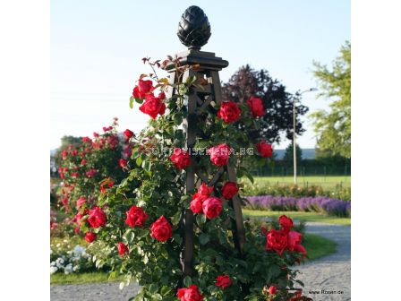 Роза Florentina  ADR (катереща) - 1 брой - 2