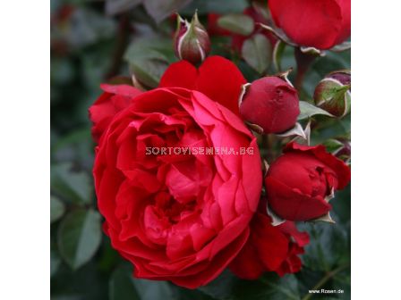 Роза Florentina  ADR (катереща) - 1 брой - 4