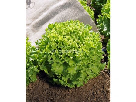 Семена Салати Флорин / FLORINE F1 