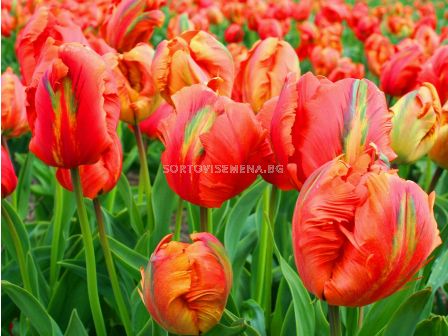 Лале/ Tulip parrot Flower Power - 1 бр.