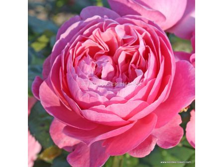 Роза Flora Colonia - 1 брой - 1