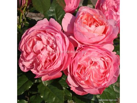 Роза Flora Colonia - 1 брой - 5