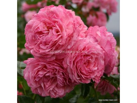 Роза Flora Colonia - 1 брой - 2