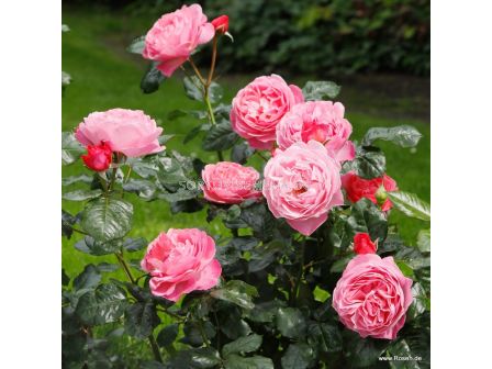 Роза Flora Colonia - 1 брой - 6