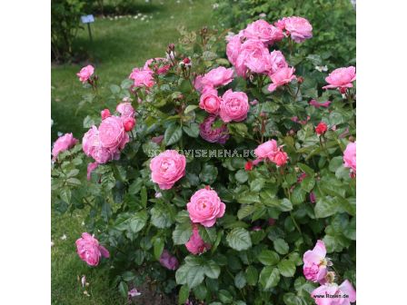 Роза Flora Colonia - 1 брой - 4
