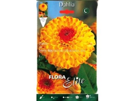 Далия (Dahlia) Sunny Boy